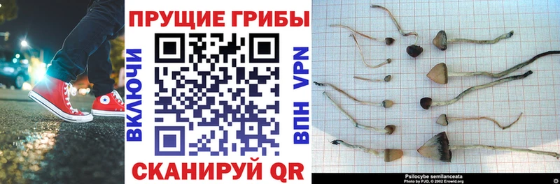 Галлюциногенные грибы мухоморы  Мышкин 